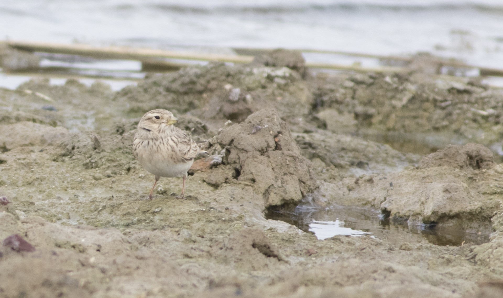 Lesser Short-toed Lark