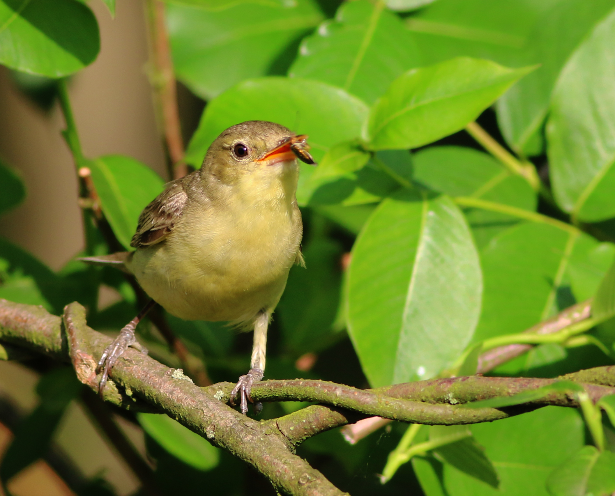 Icterine Warbler
