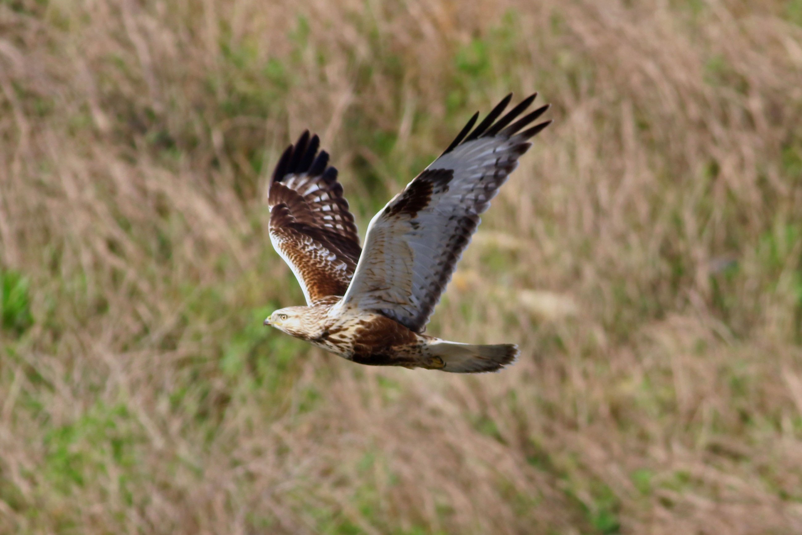 Rough-legged Hawk