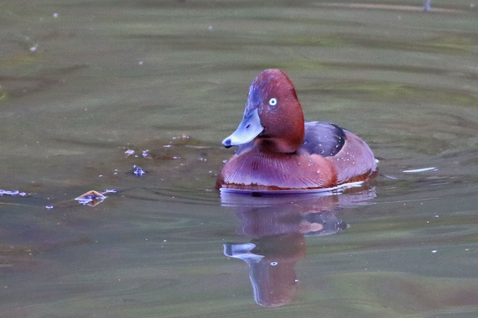 Ferruginous Duck