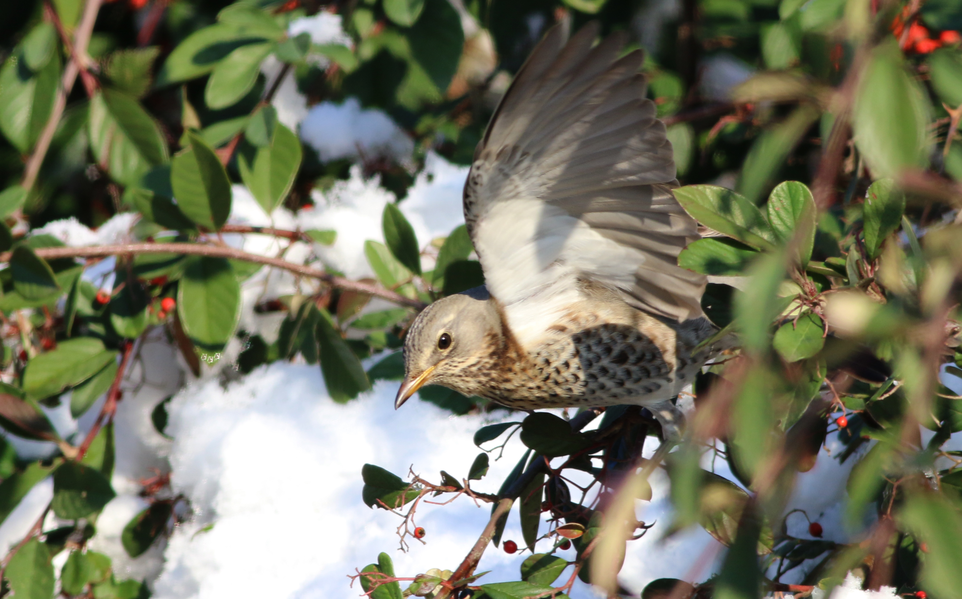 Ring Ouzel