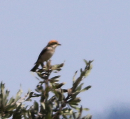Woodchat Shrike