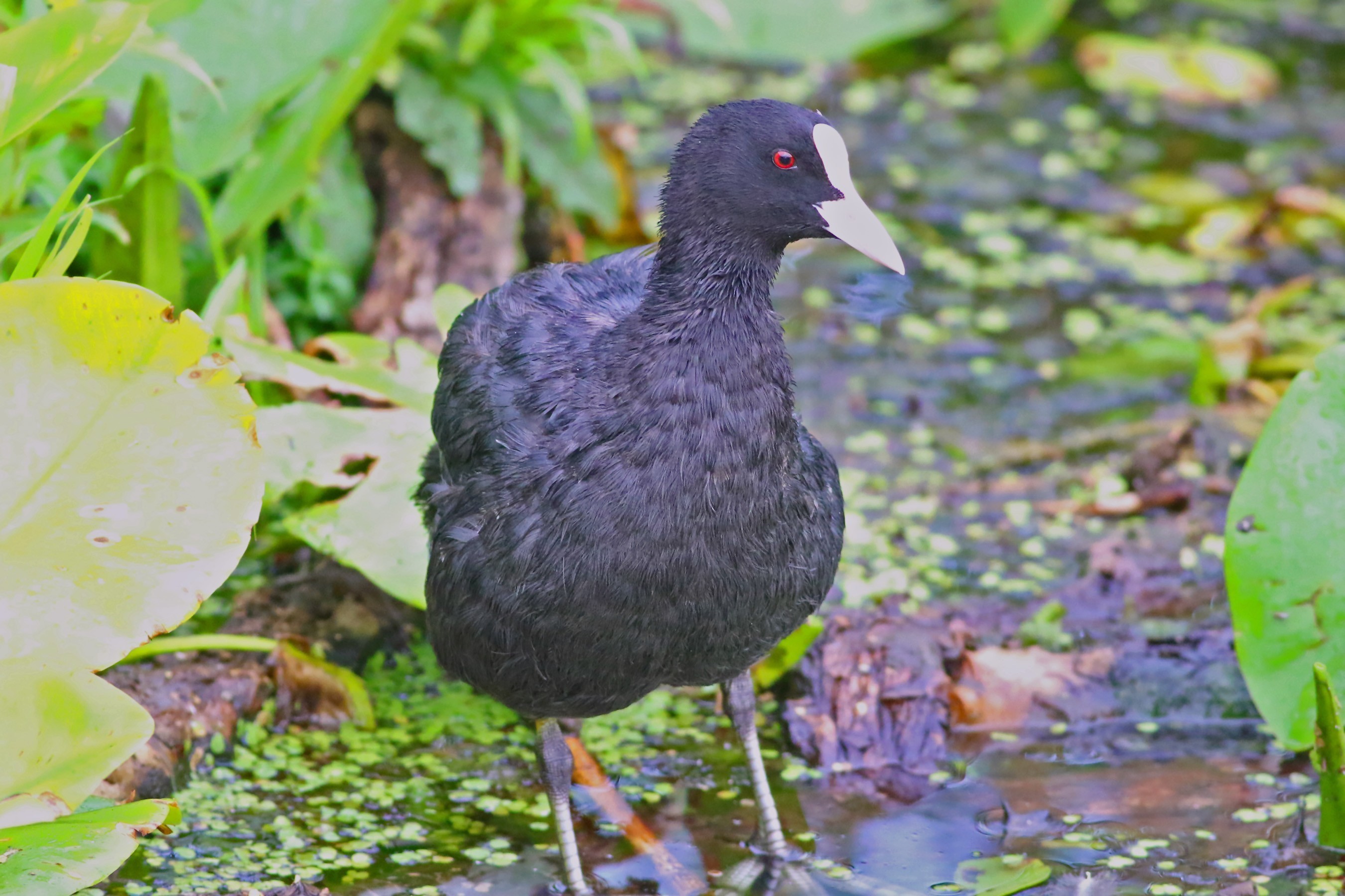Eurasian Coot