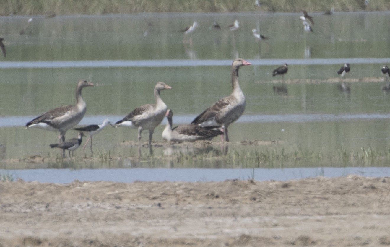 Graylag Goose