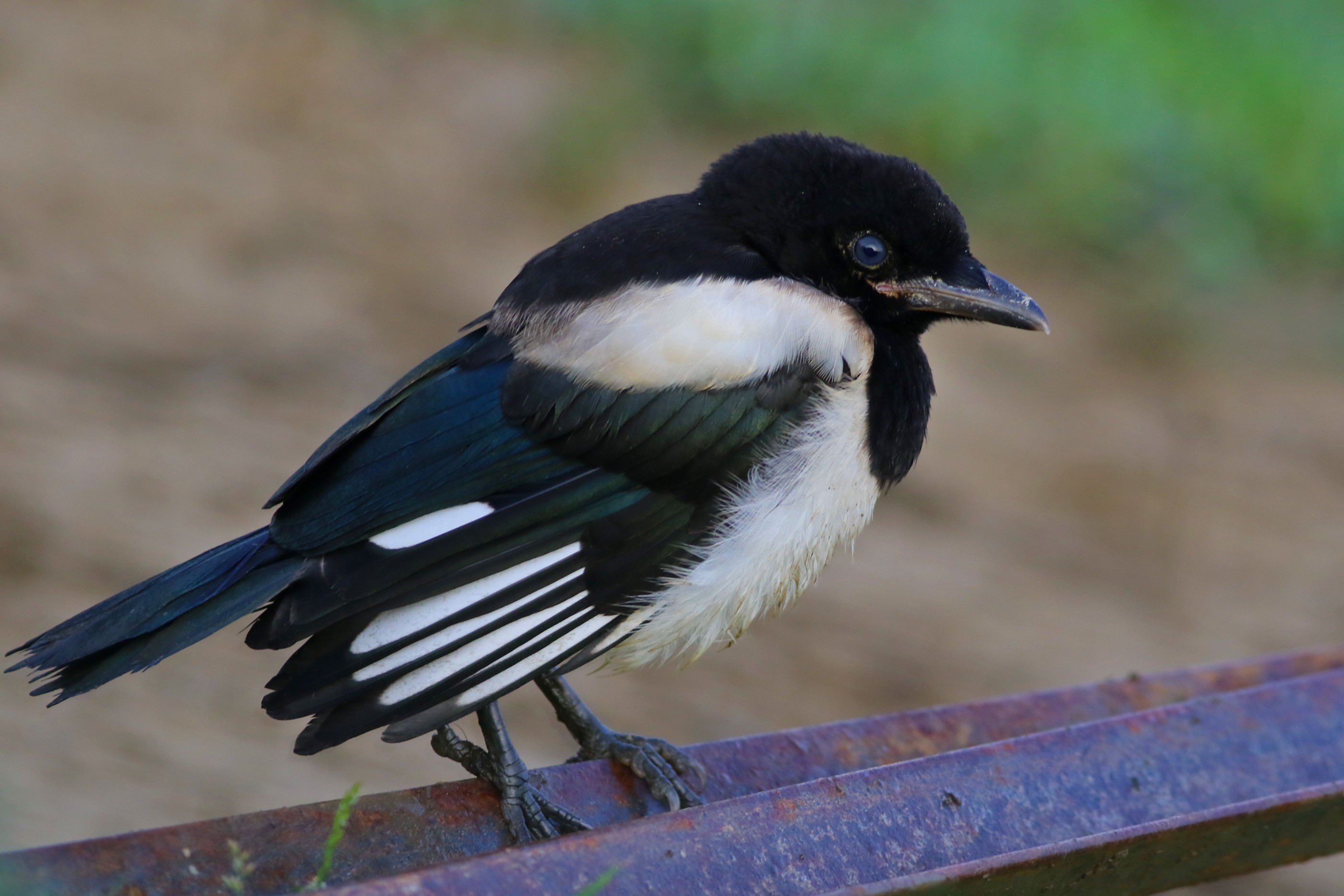Eurasian Magpie
