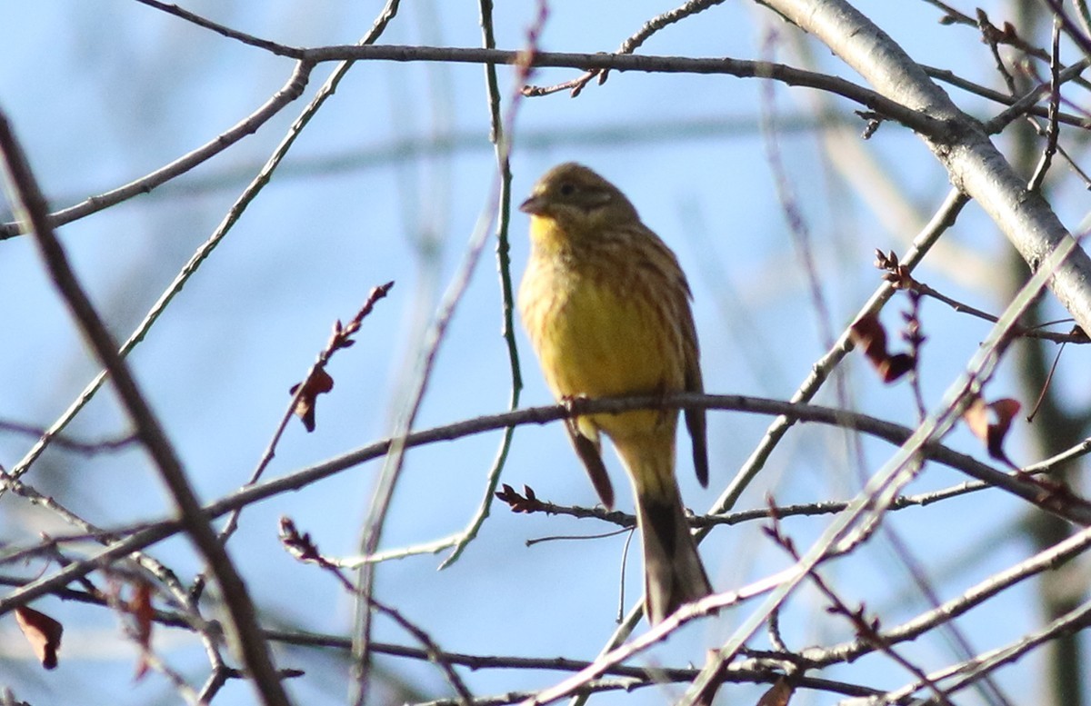 Yellowhammer