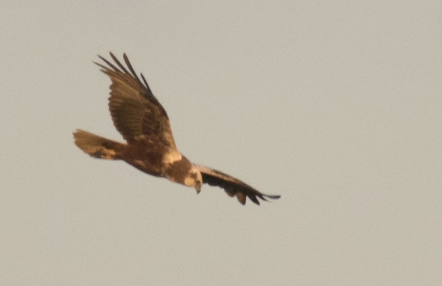 Eurasian Marsh-Harrier