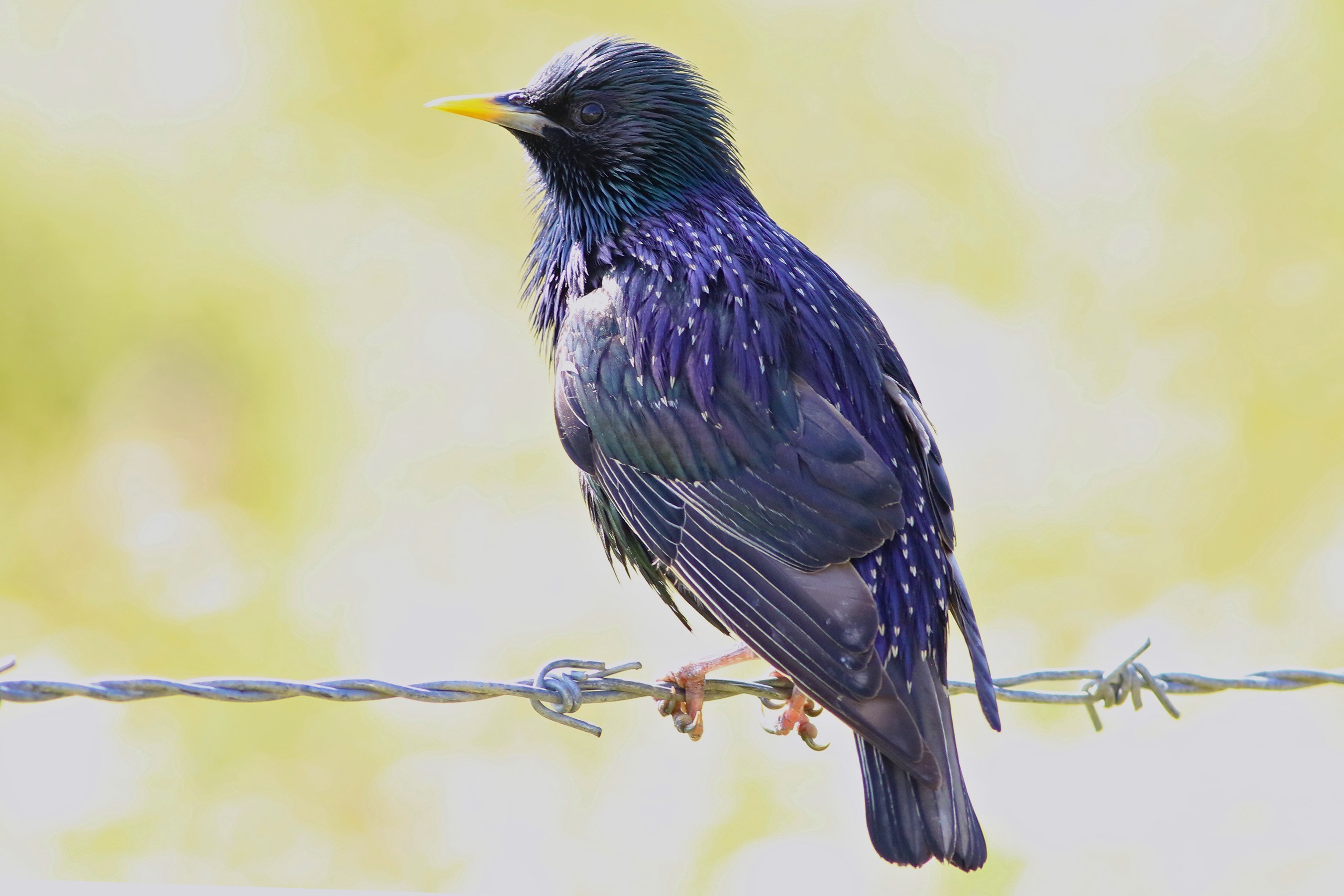 European Starling
