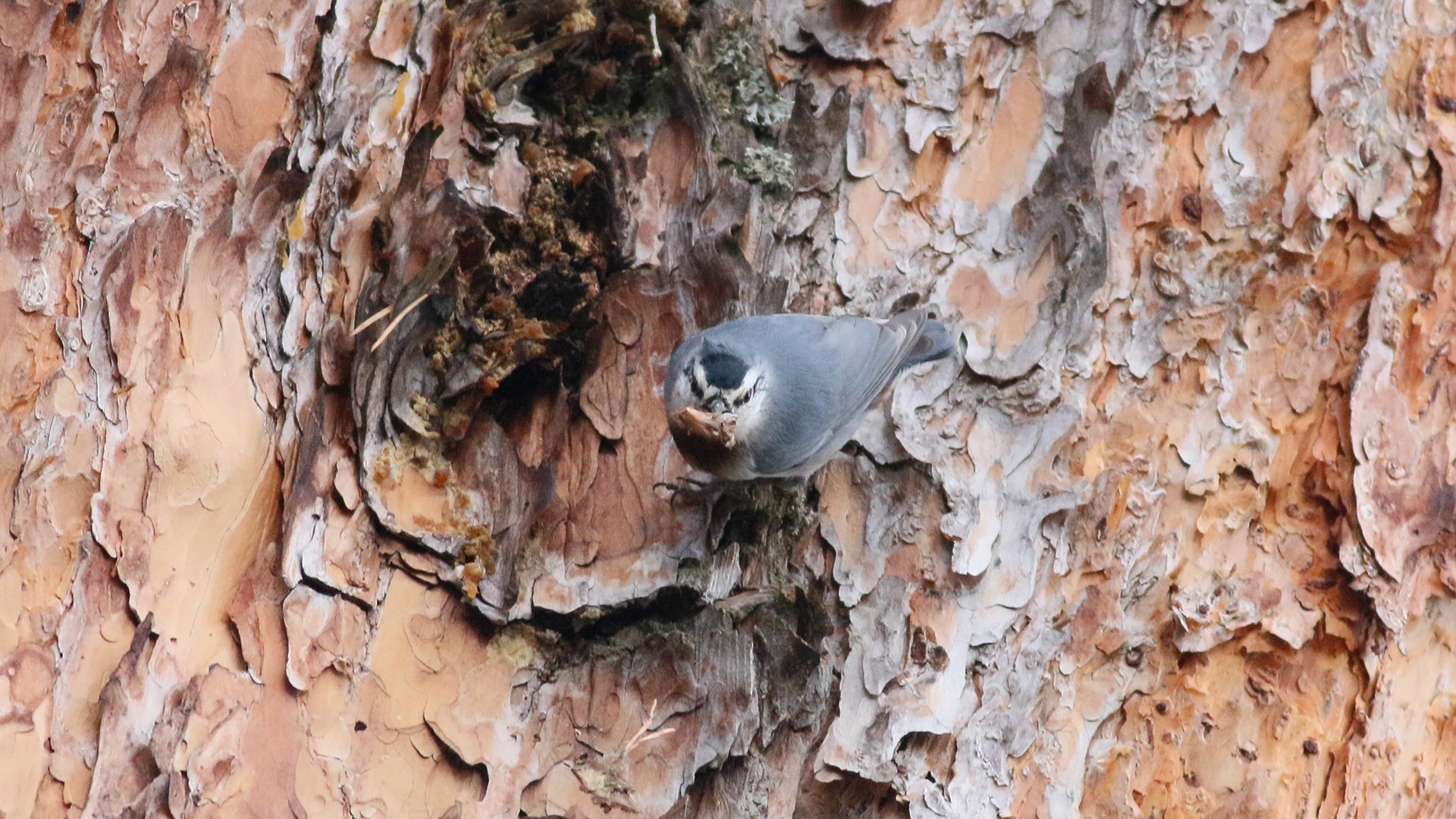 Krüper's Nuthatch
