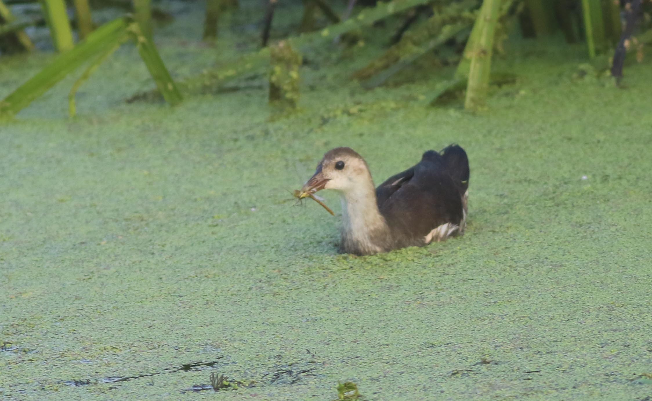 Eurasian Moorhen
