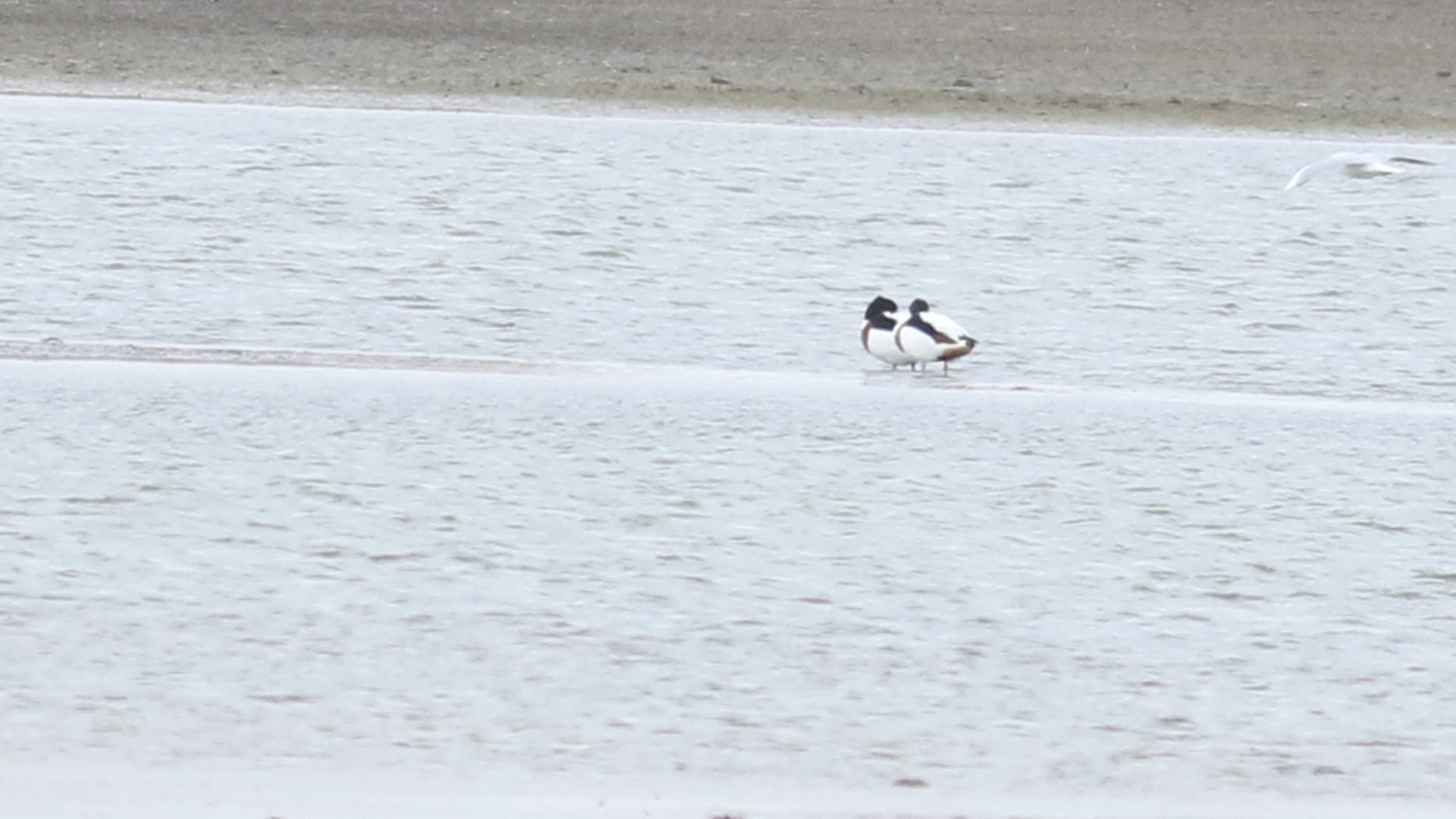 Common Shelduck