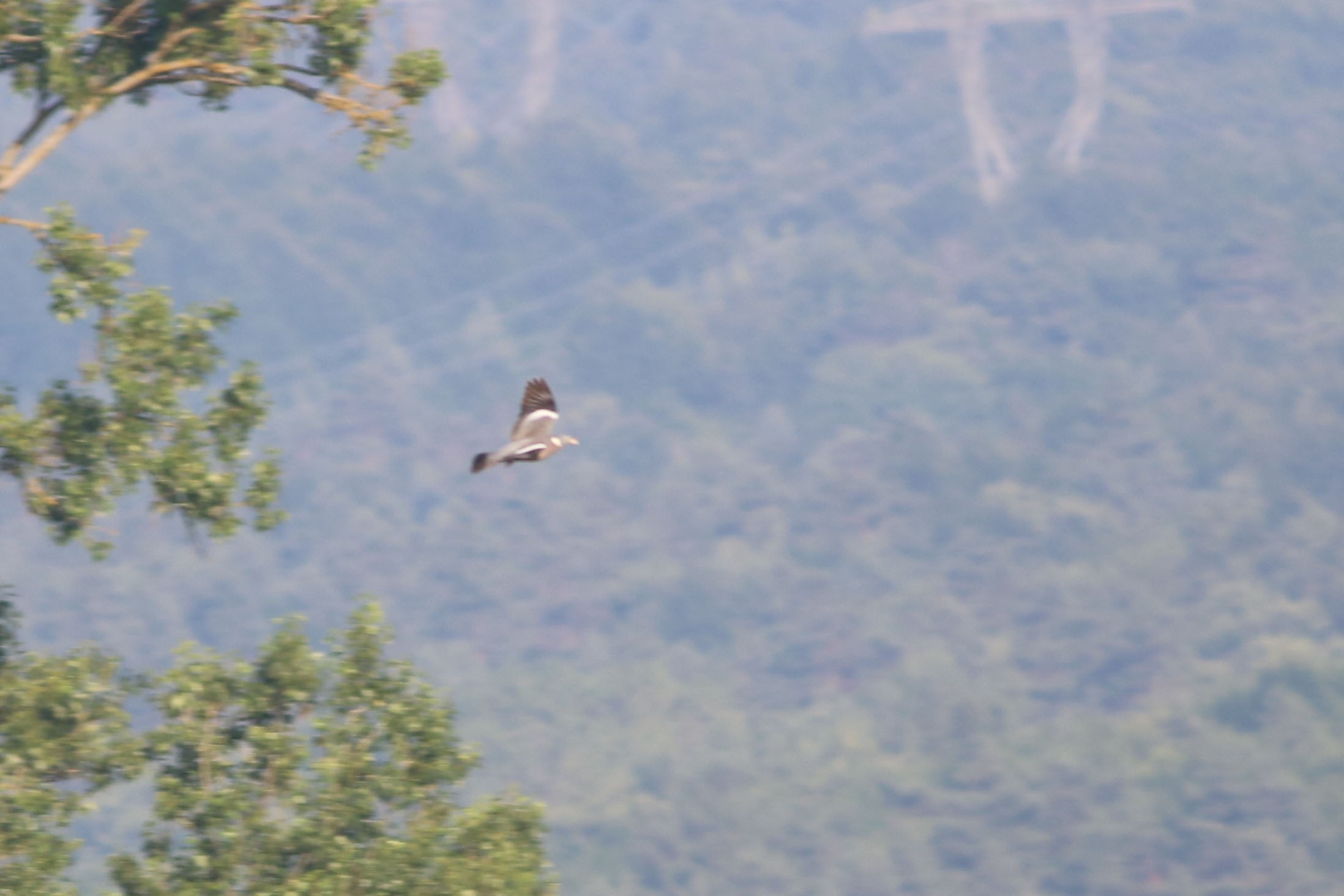 Common Wood-Pigeon