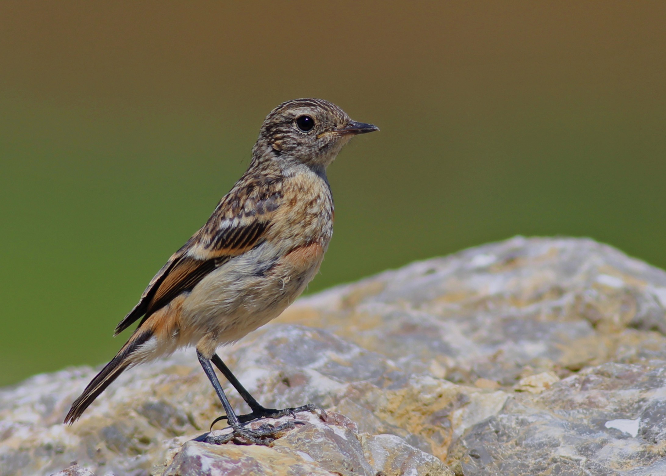 European Stonechat