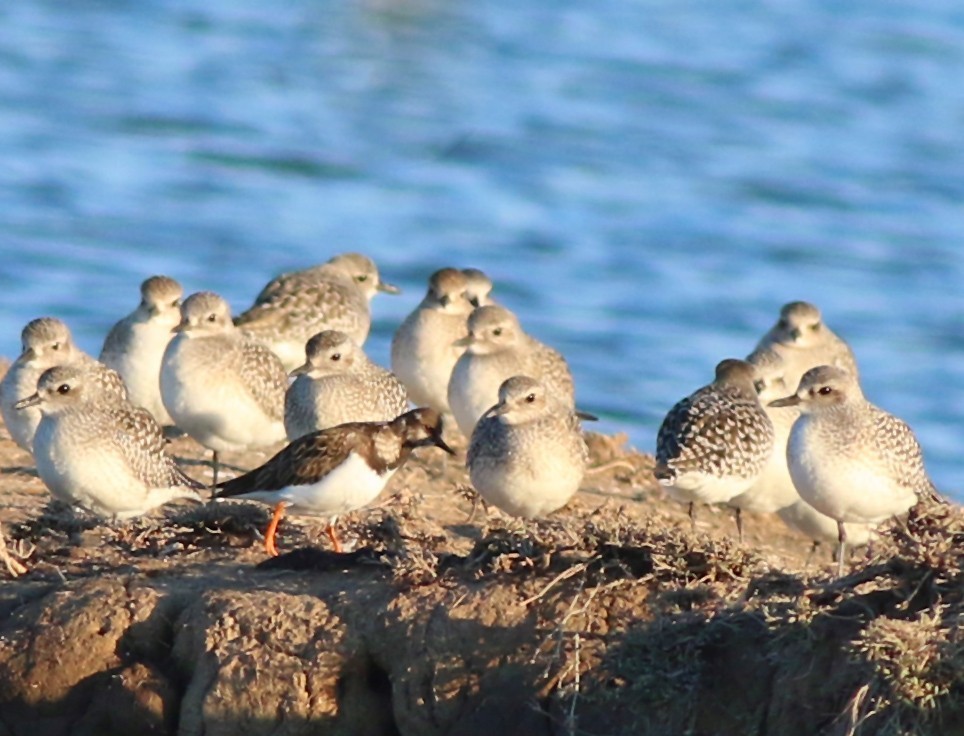 Ruddy Turnstone