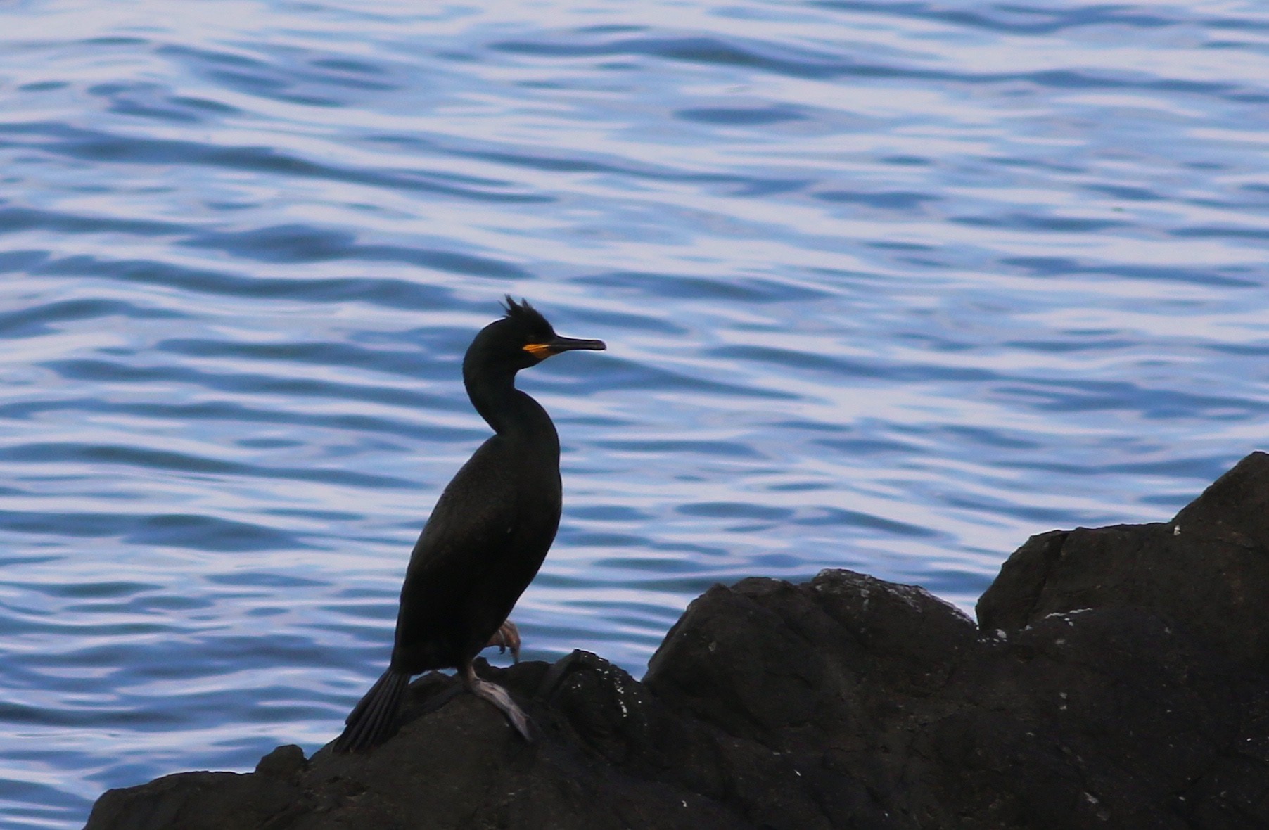 European Shag