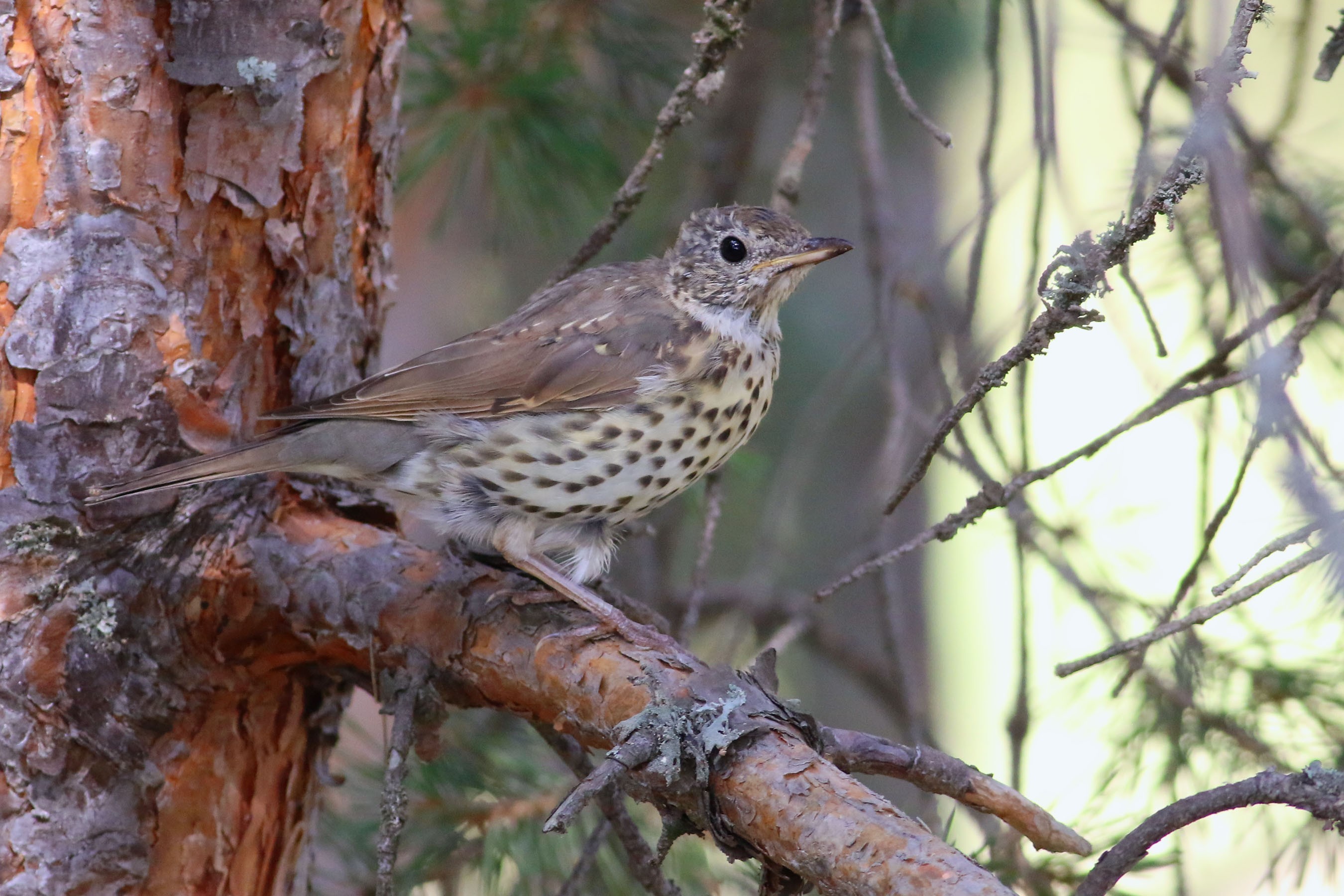 Song Thrush