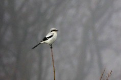 Great Gray Shrike