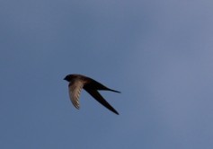 Common Swift