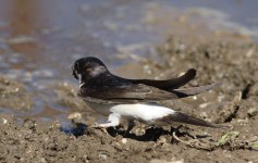 Common House-Martin