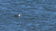 Red-throated Loon
