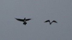 Parasitic Jaeger