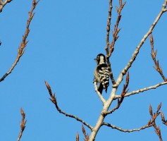 Lesser Spotted Woodpecker
