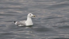 Caspian Gull
