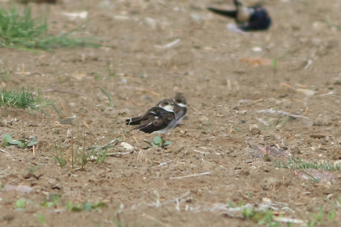 Bank Swallow