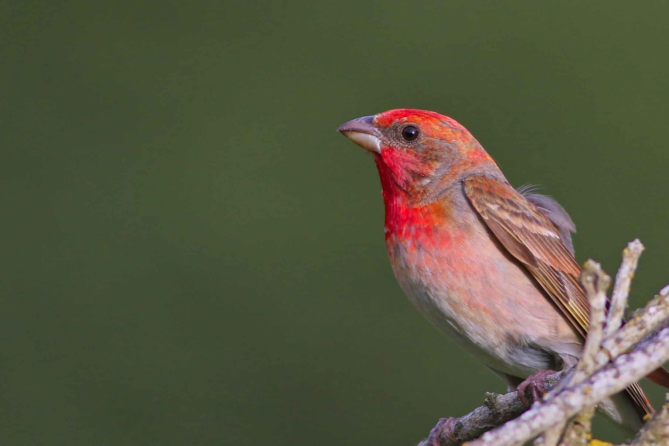 Common Rosefinch