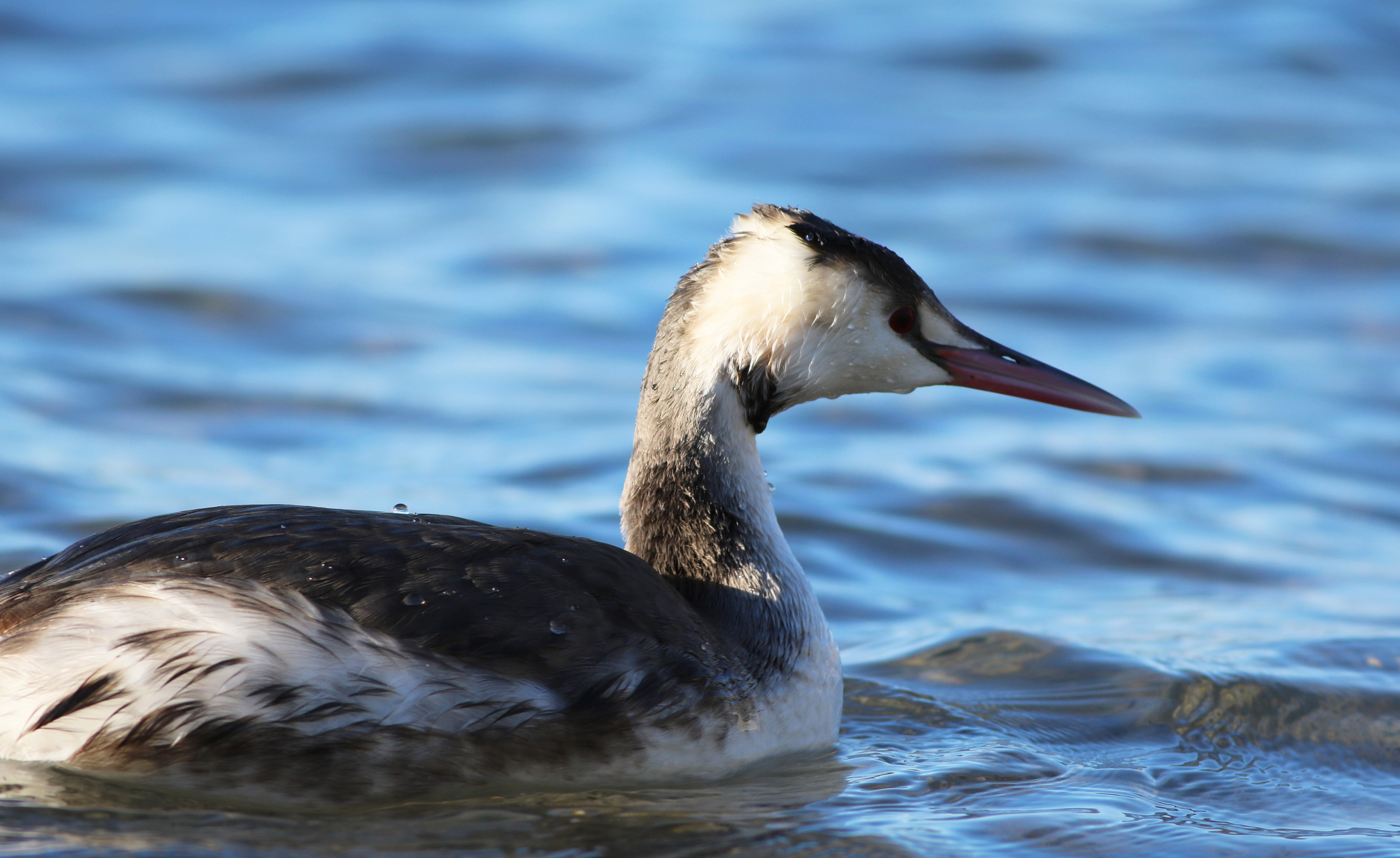 Great Crested Grebe
