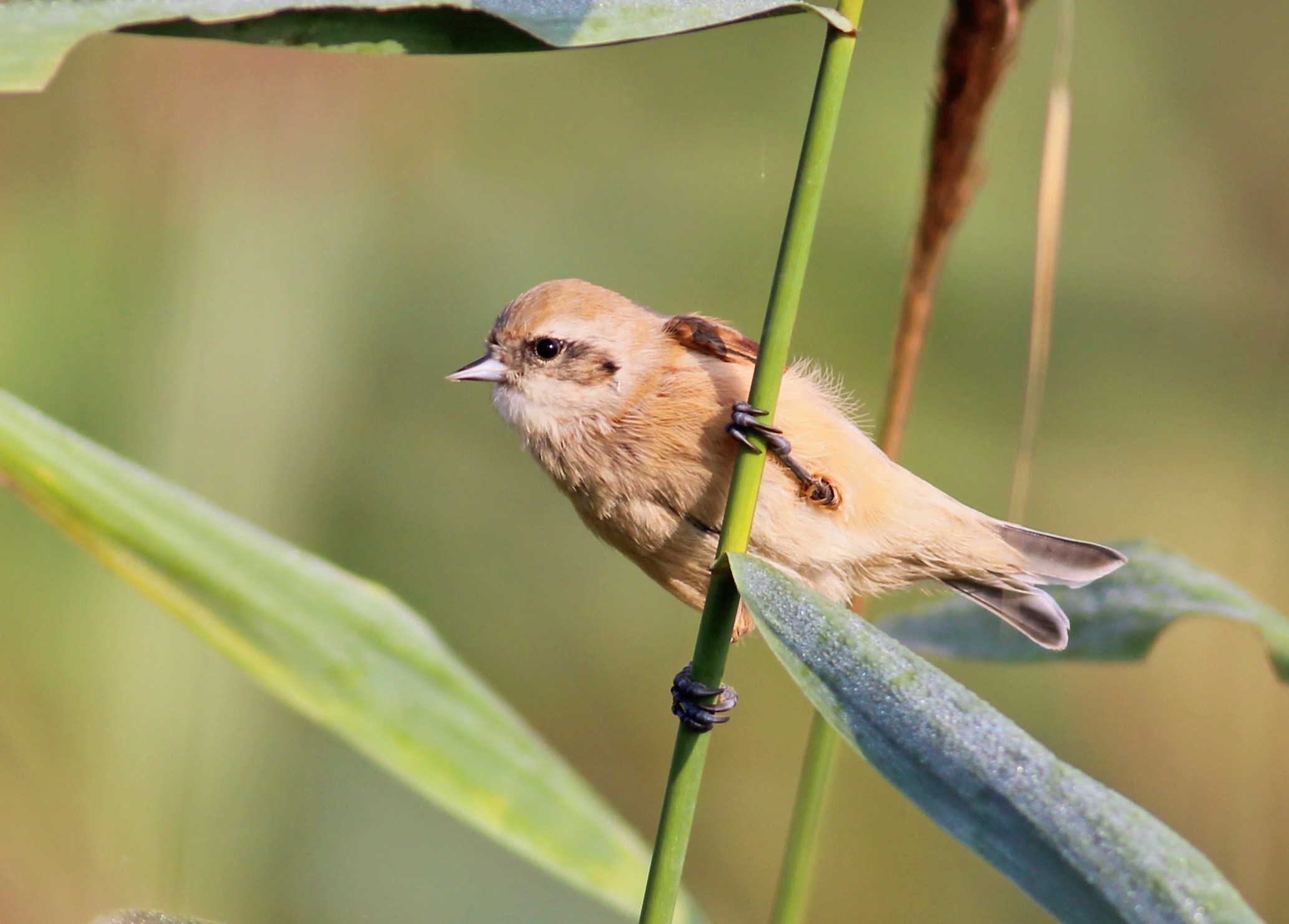Eurasian Penduline-Tit