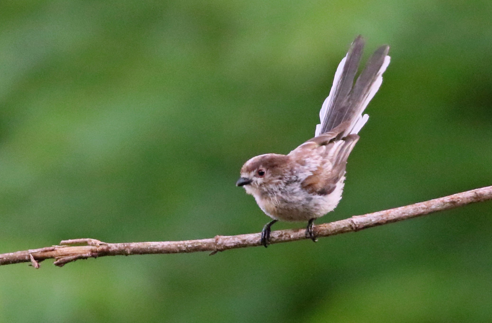 Long-tailed Tit