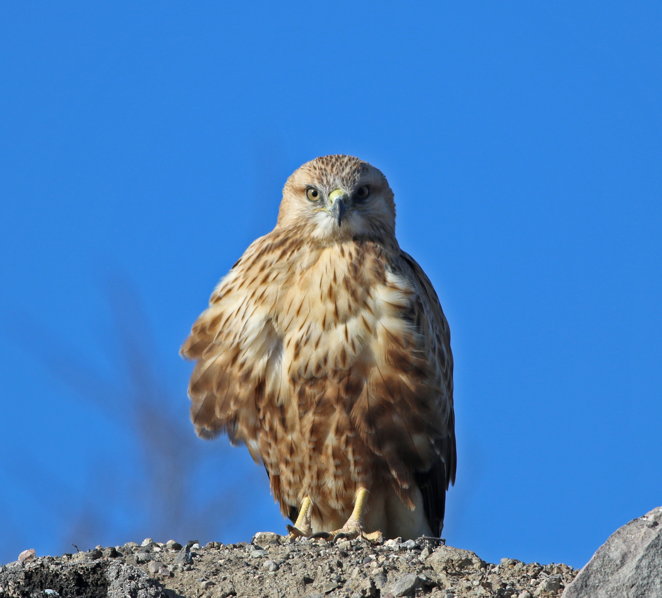 Long-legged Buzzard