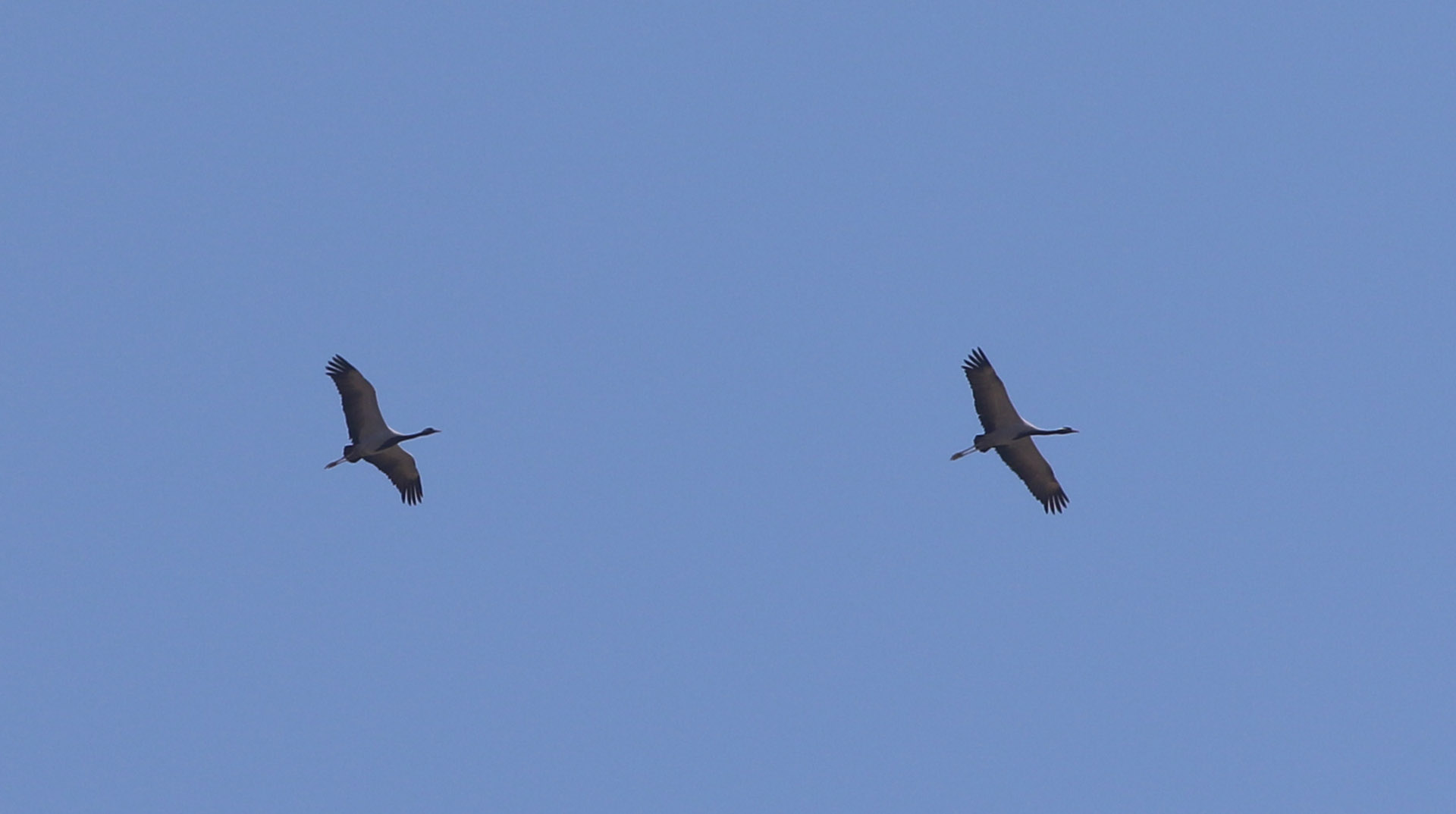 Common Crane