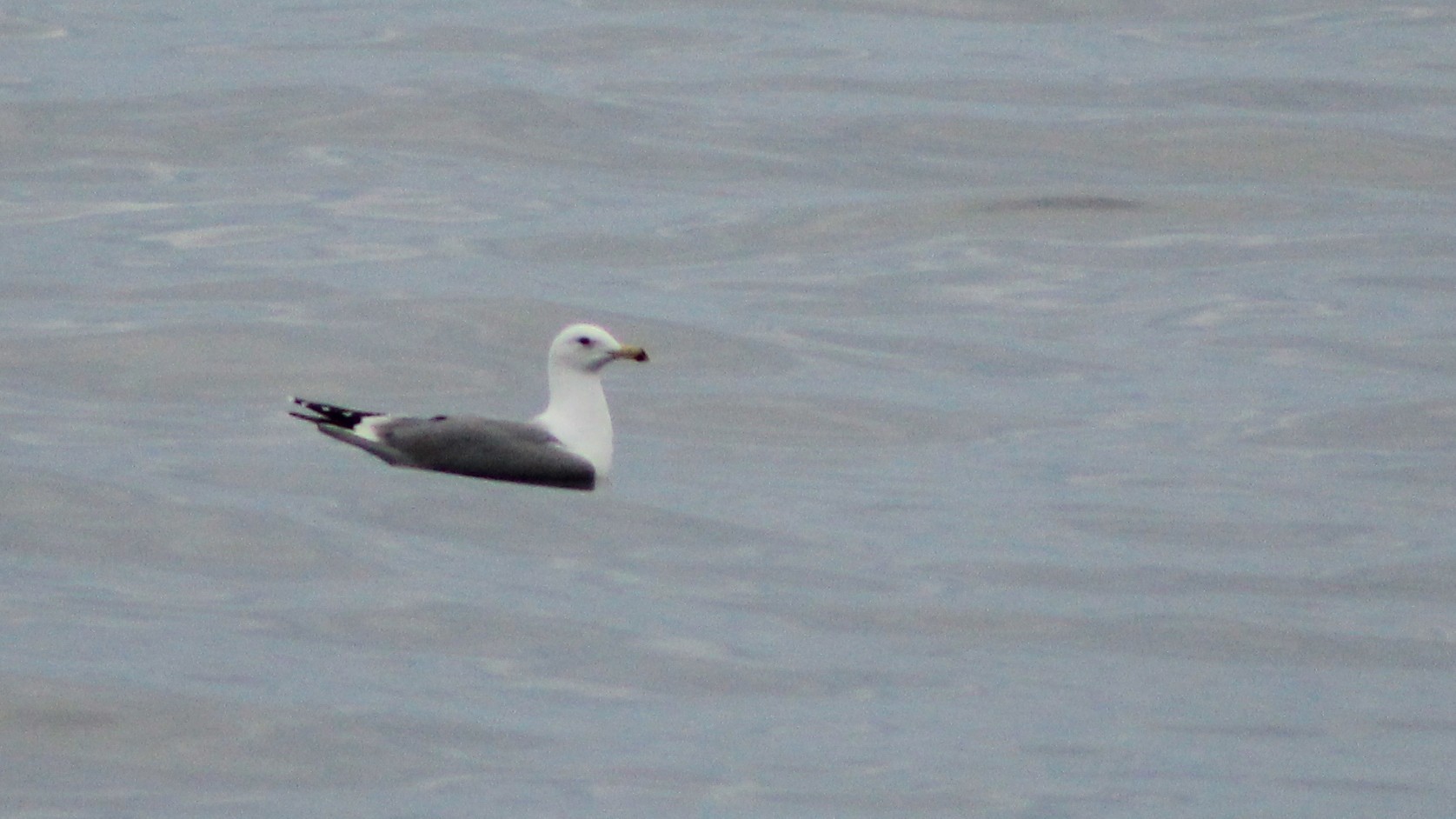 Armenian Gull