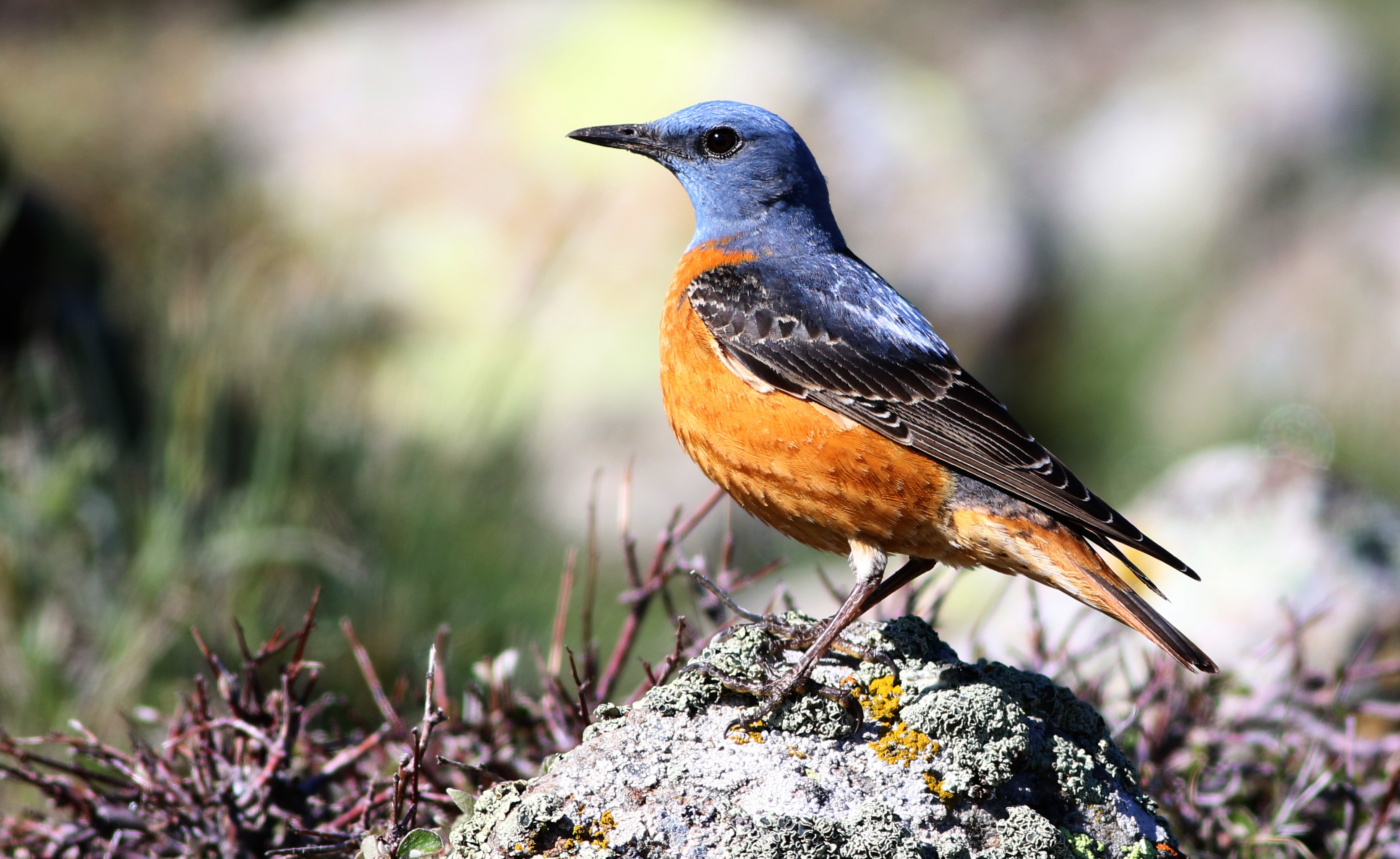 Rufous-tailed Rock-Thrush
