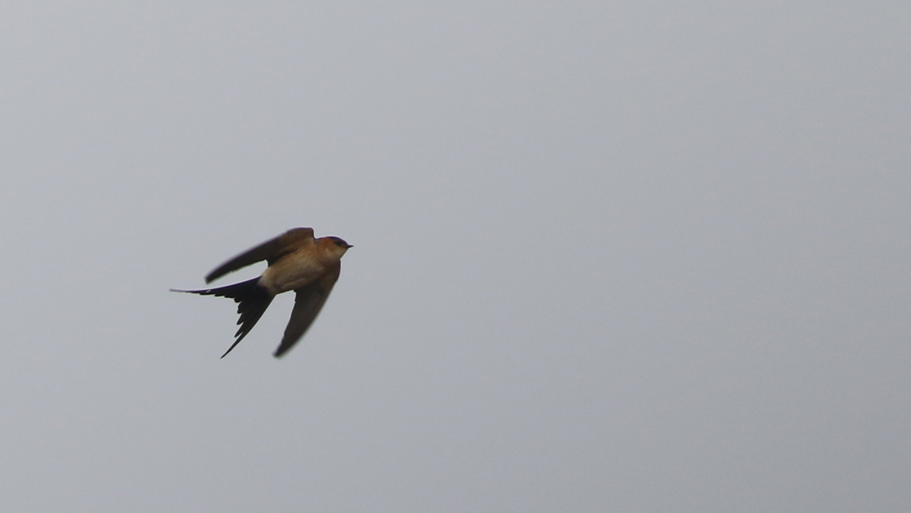 Red-rumped Swallow — Ana fotoğraf