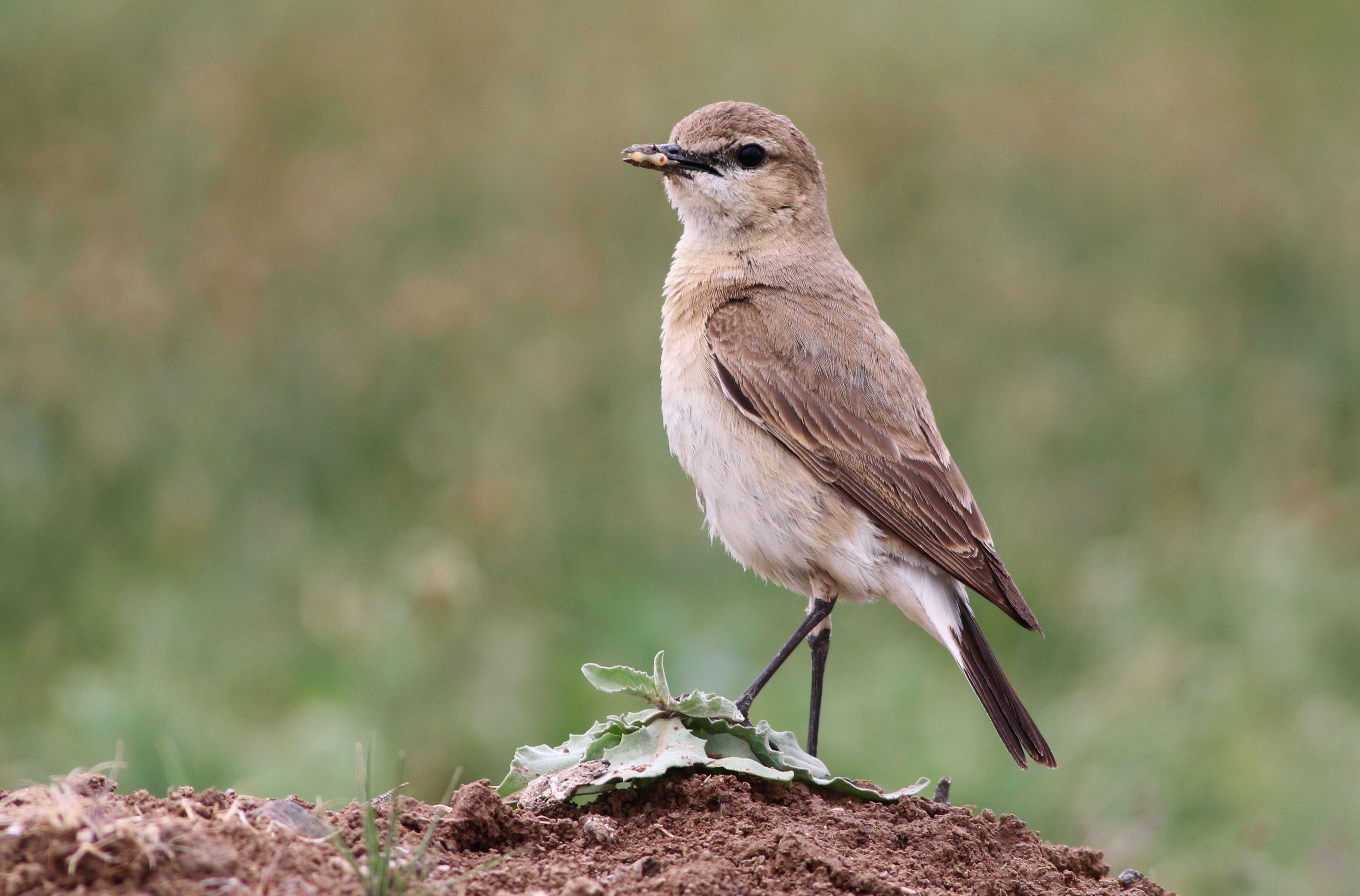 Northern Wheatear