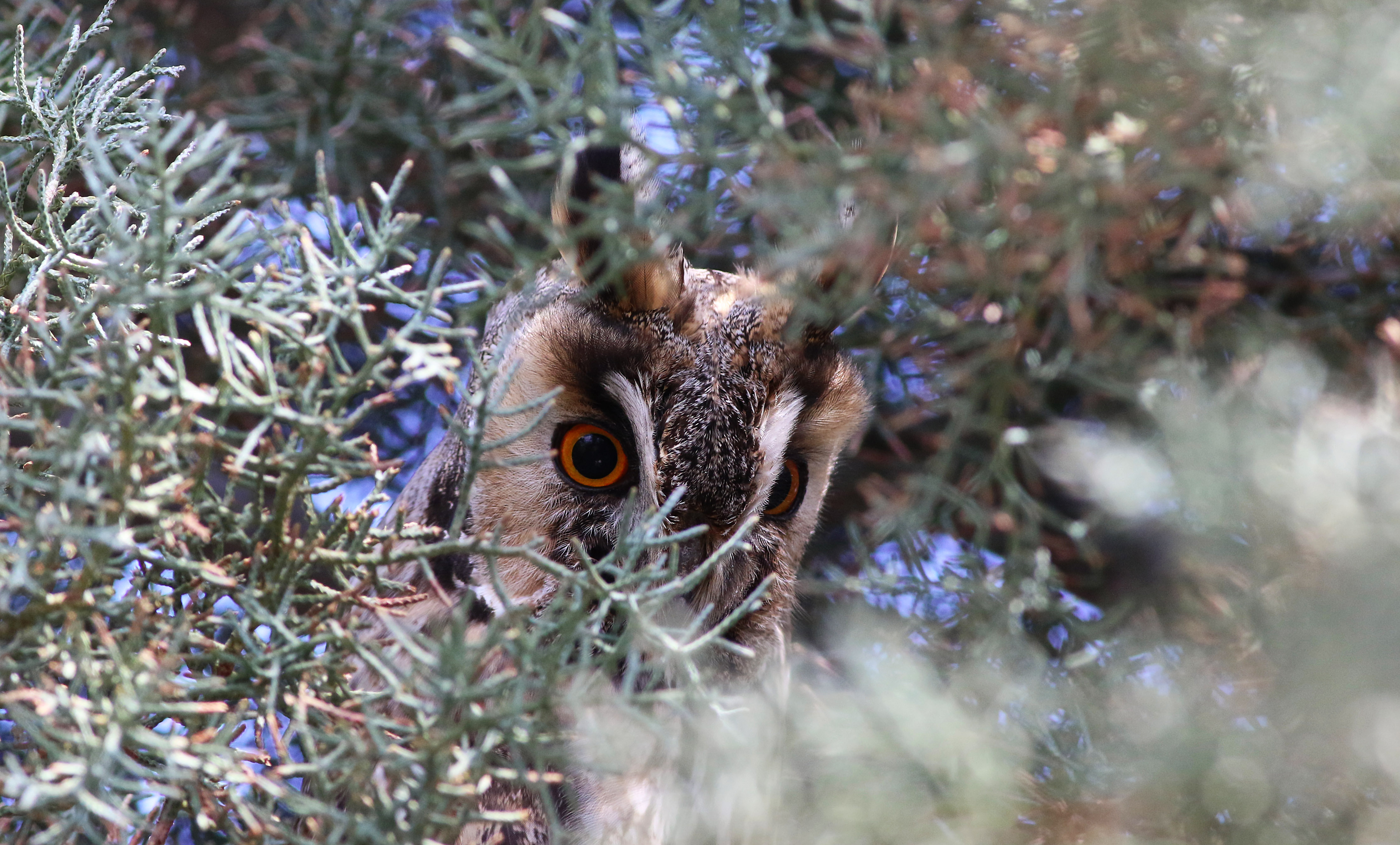 Long-eared Owl