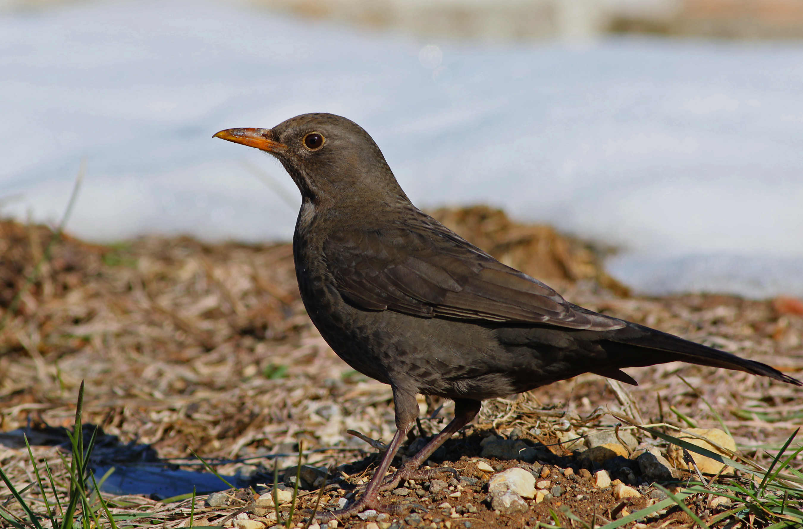 Eurasian Blackbird
