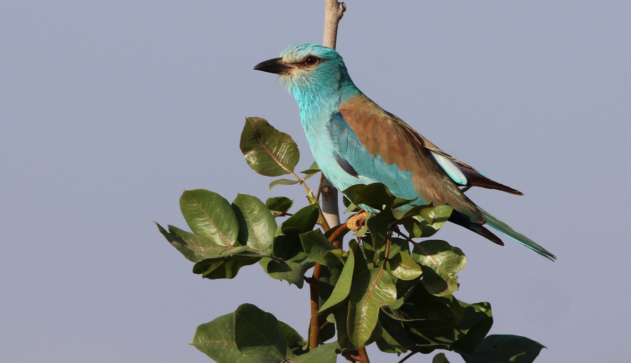 European Roller