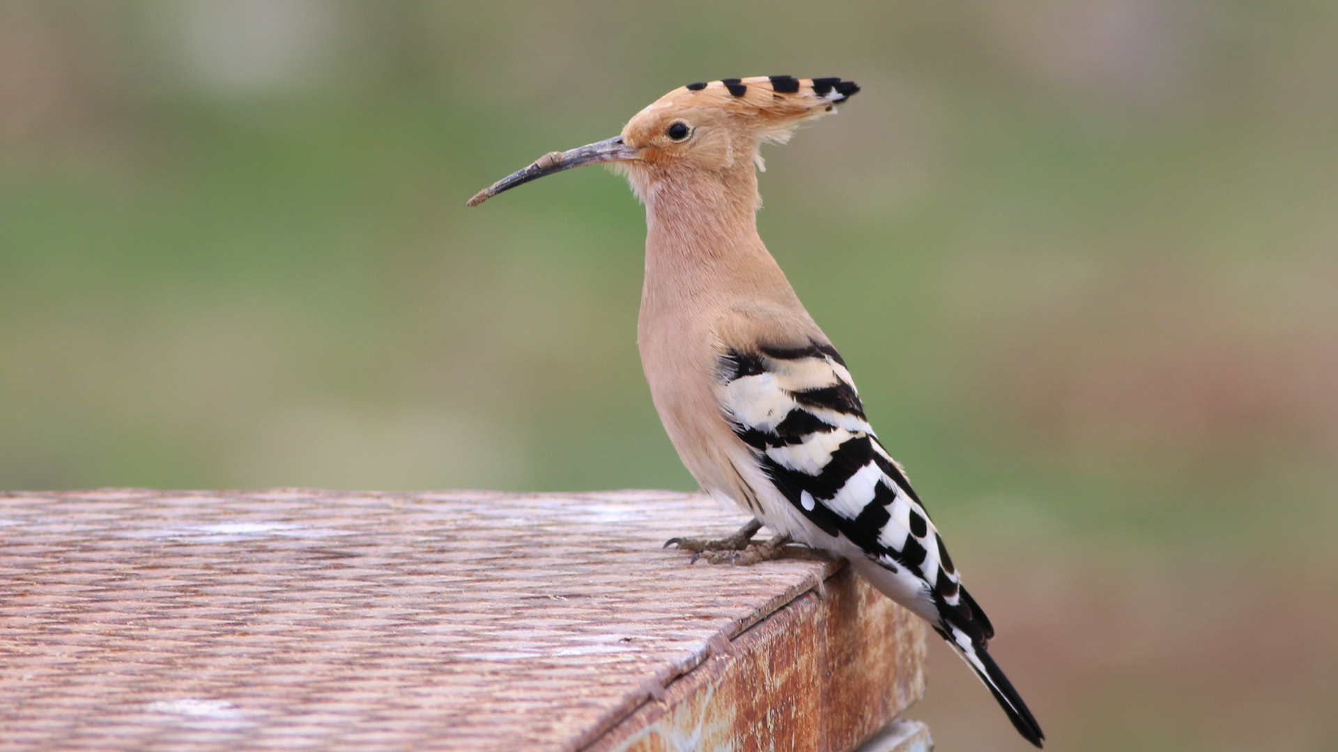 Eurasian Hoopoe