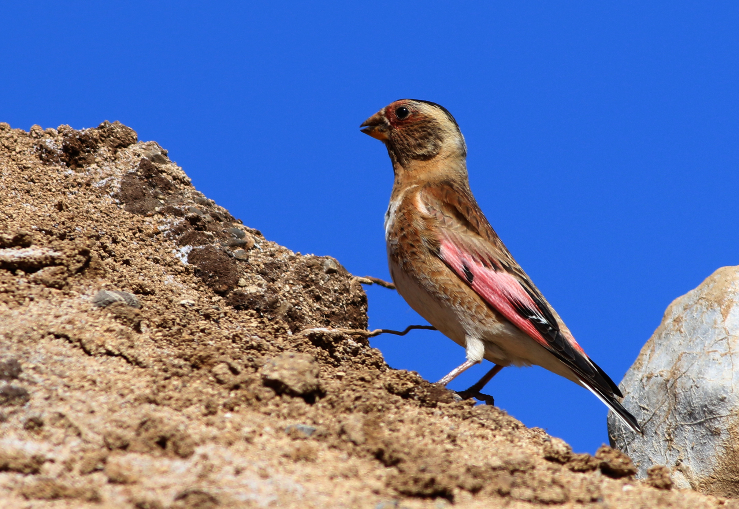 Crimson-winged Finch
