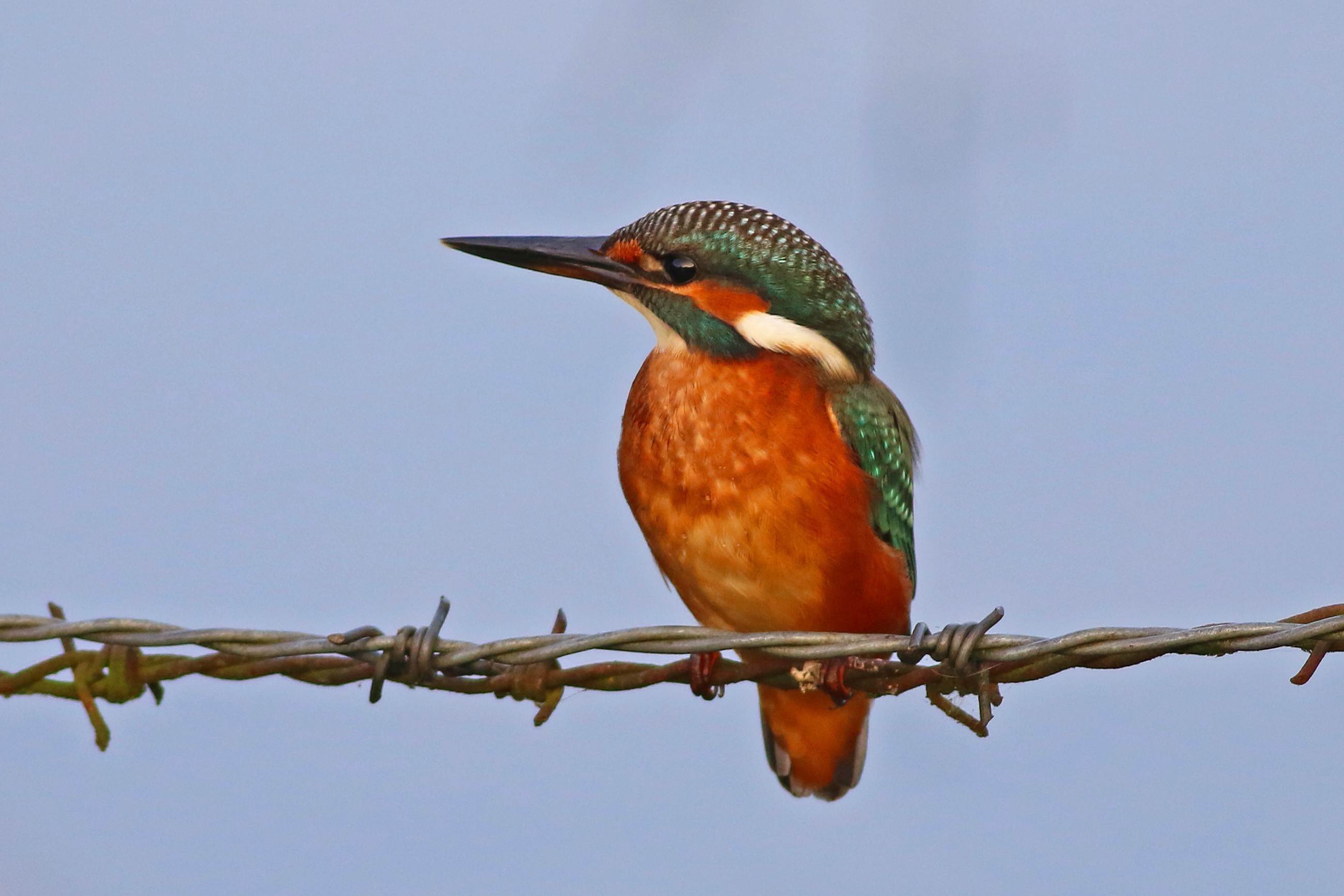 Common Kingfisher