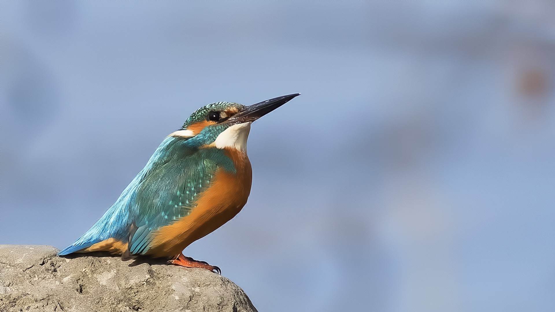 Common Kingfisher