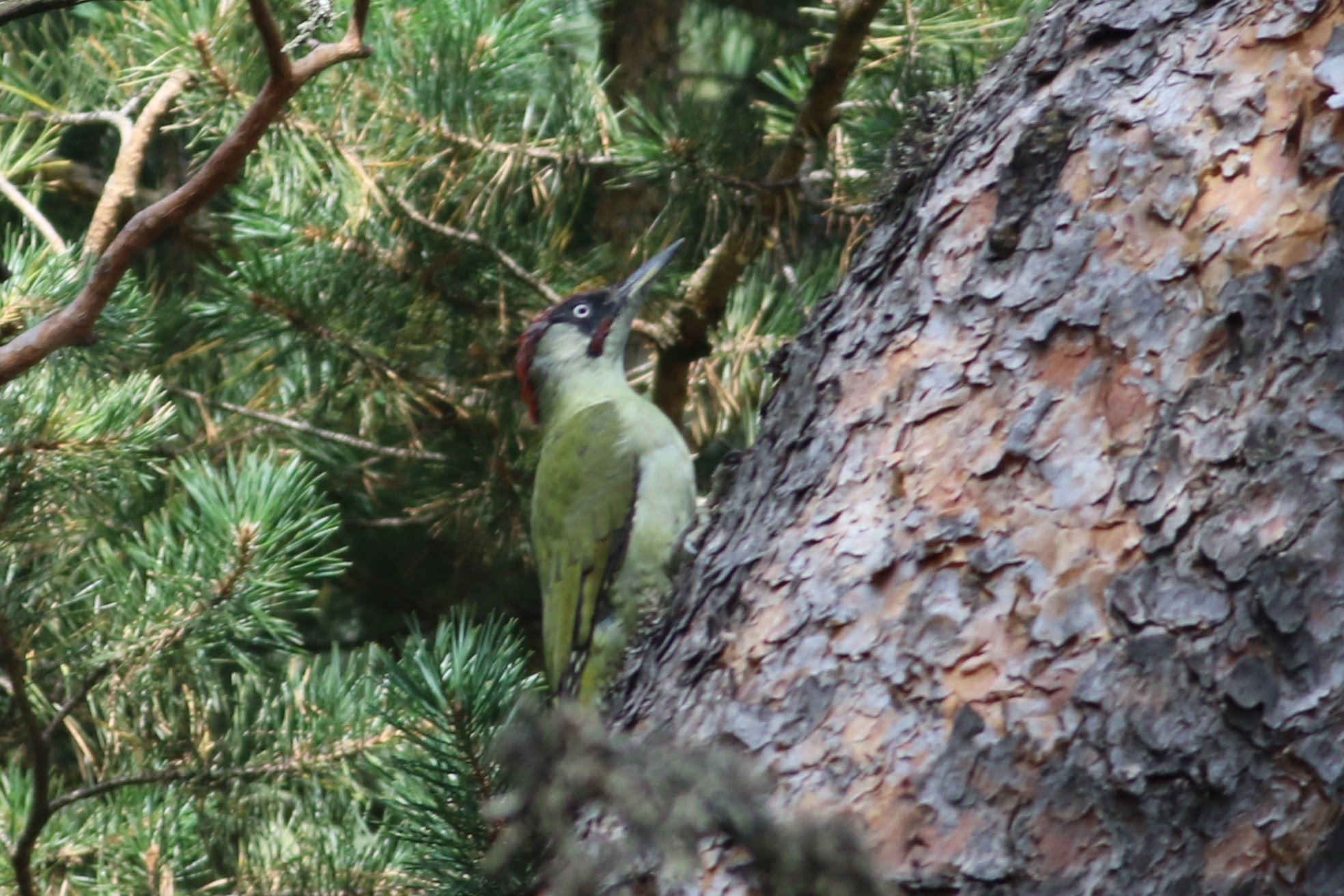Eurasian Green Woodpecker