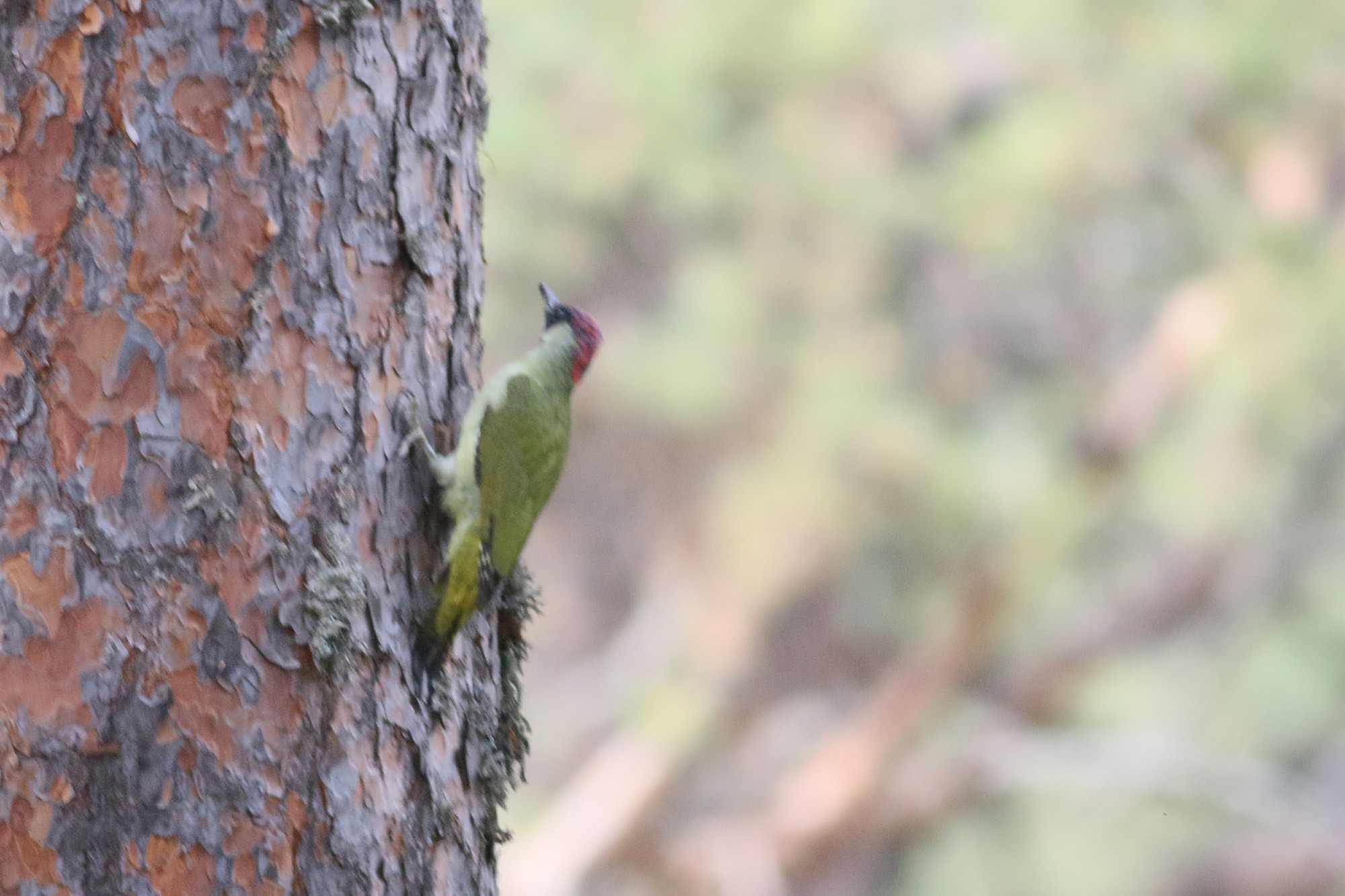 Eurasian Green Woodpecker
