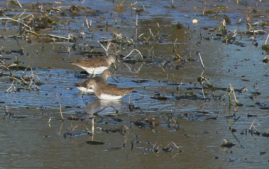 Green Sandpiper