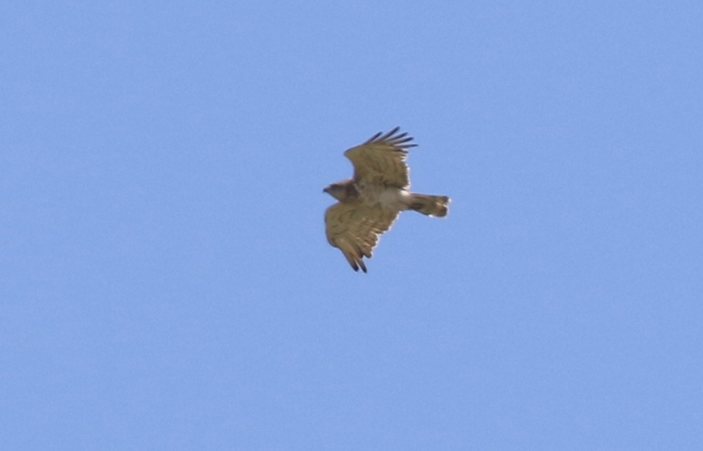 Short-toed Snake-Eagle