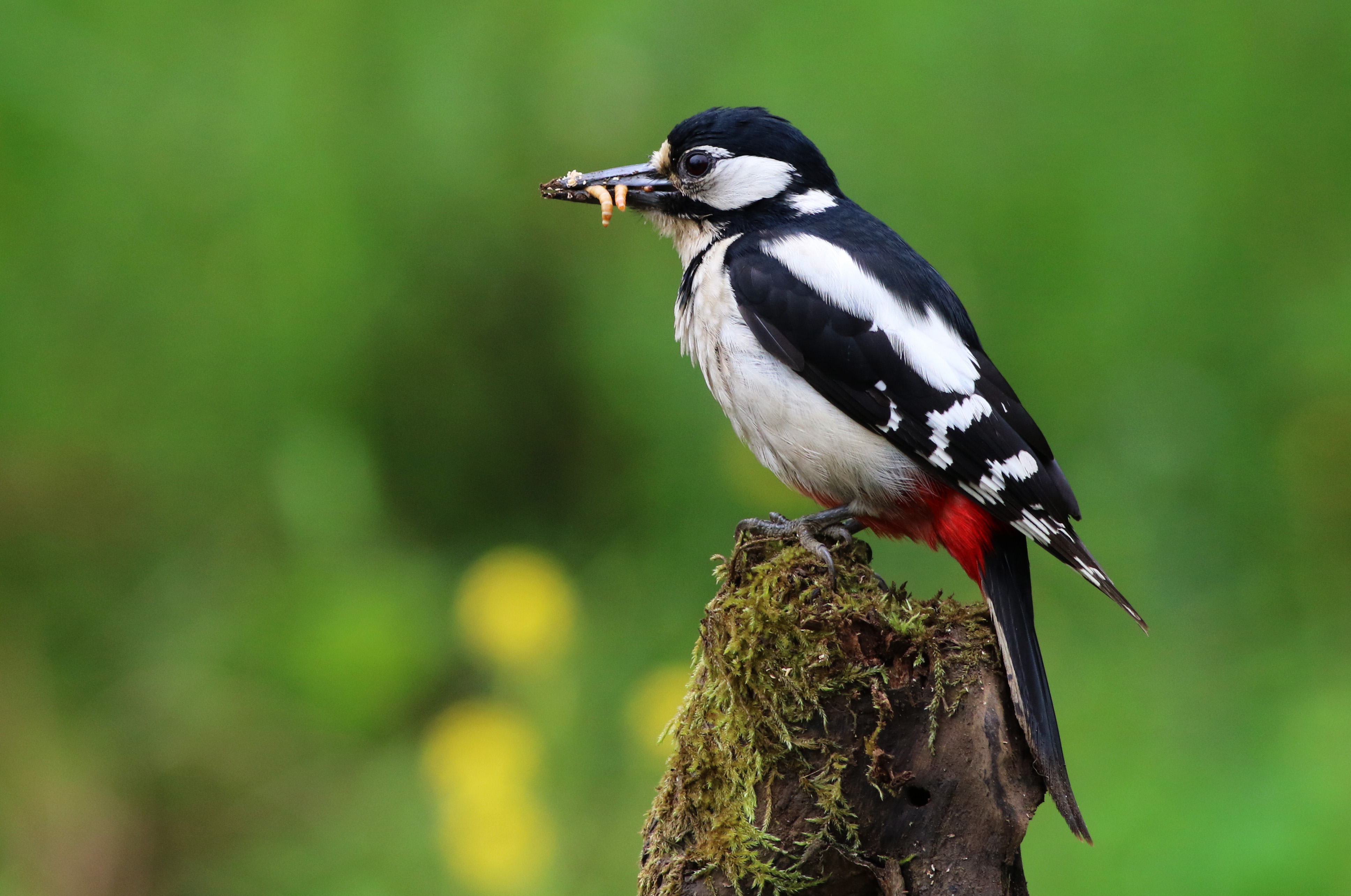 Great Spotted Woodpecker